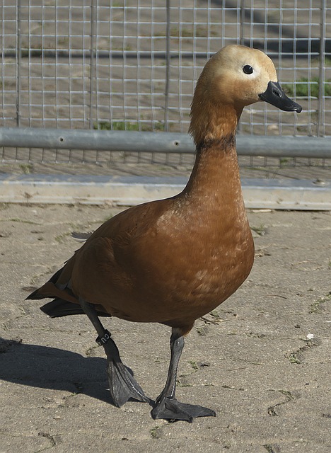 对于菲尼克