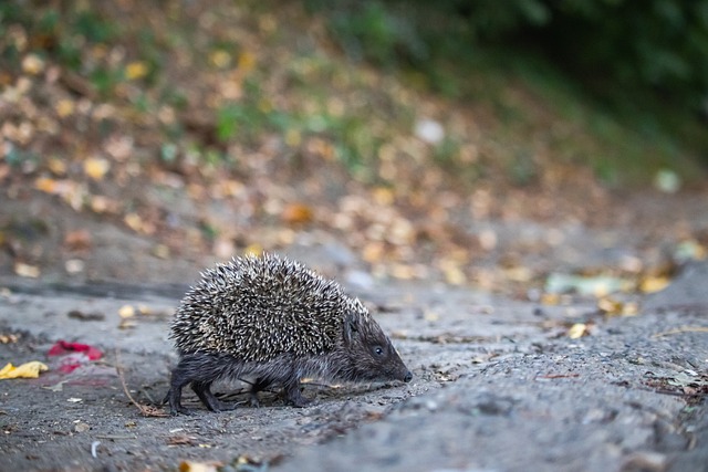 突破能力以 突破能力以